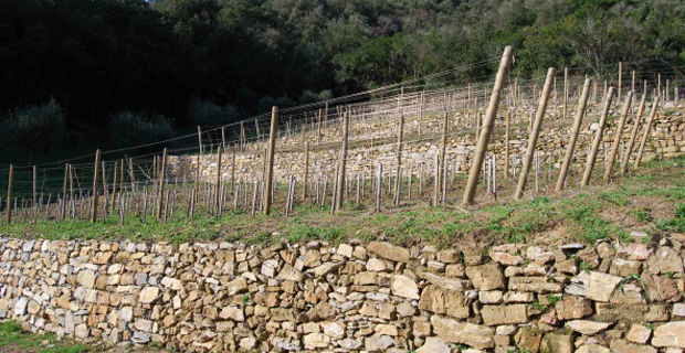  Muri a secco per terrazzamenti su vigna in Toscana .
